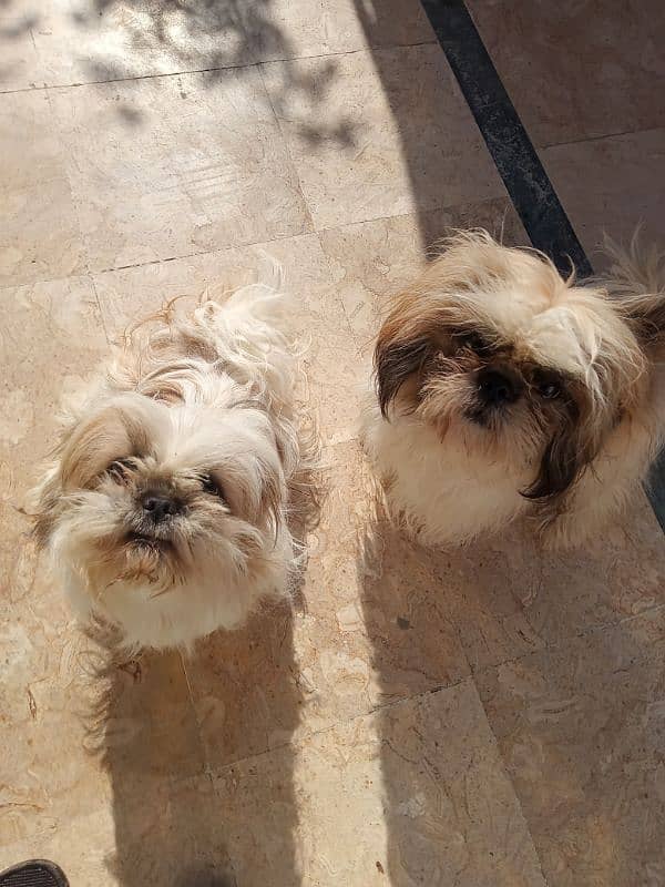 shihtzu puppy male and female 0