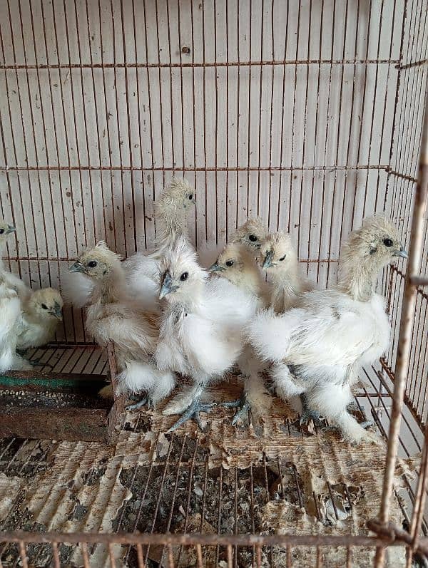 White Silkies Blue Ears 1