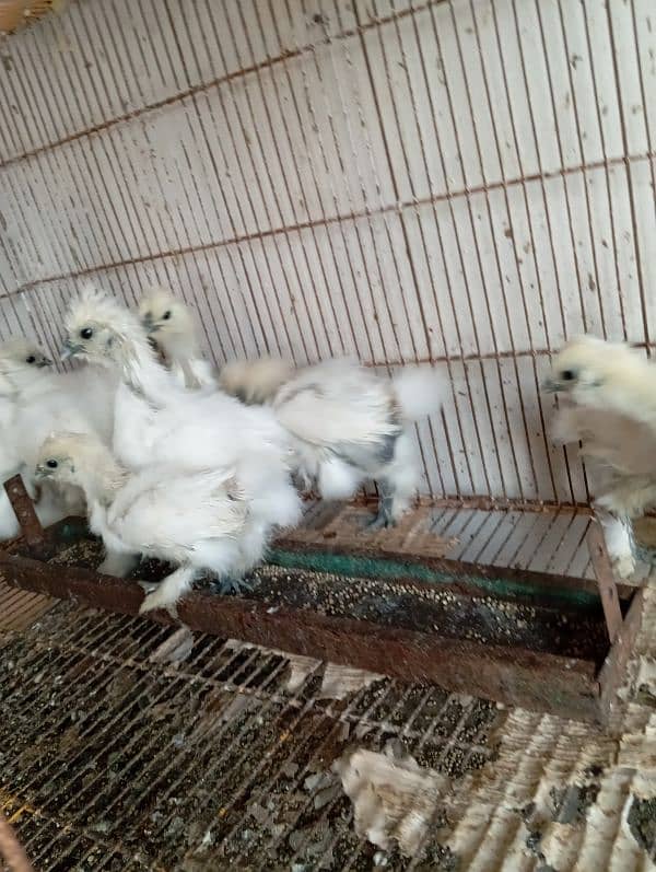 White Silkies Blue Ears 2