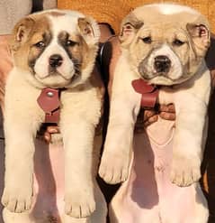 alabai security dog 2 month pair for sale heavy bone