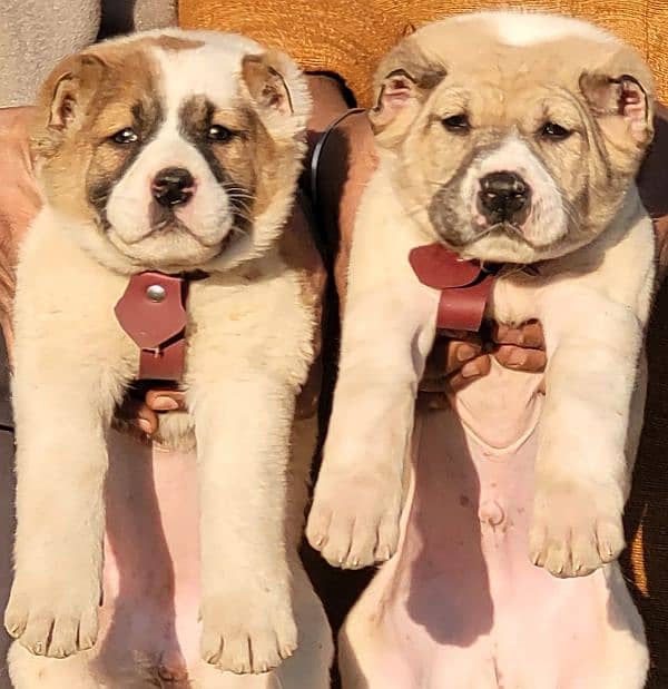 alabai security dog 2 month pair for sale heavy bone 0