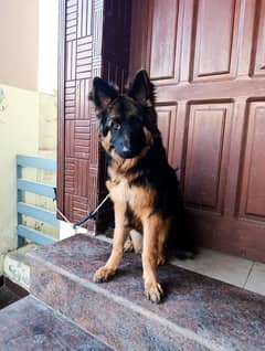 German Shepherd Female