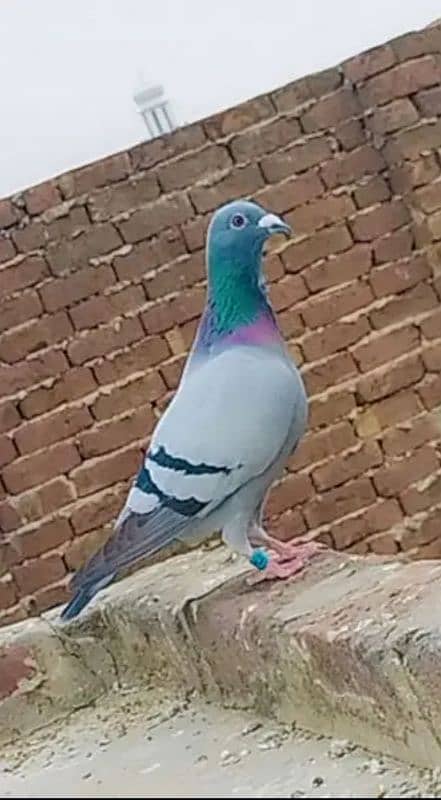 imported John Aden pigeon 1