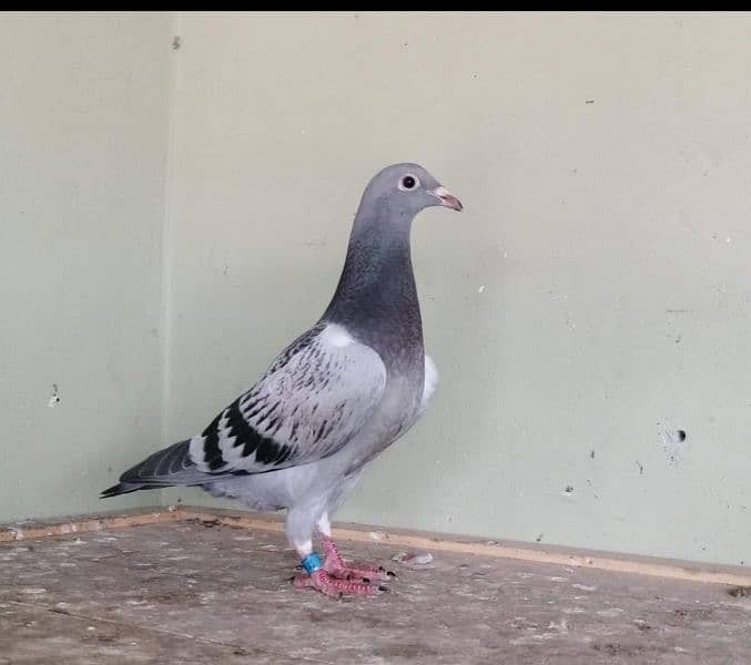 imported John Aden pigeon 2