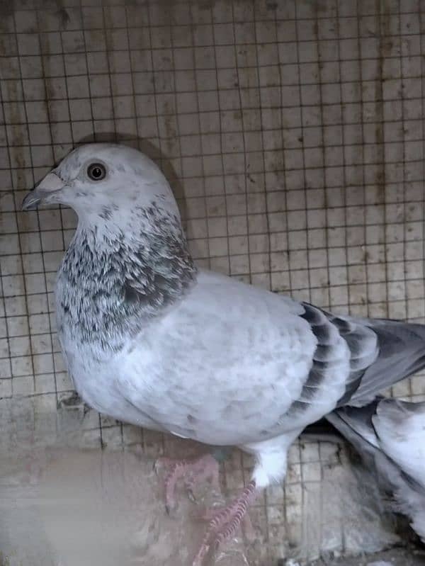 imported John Aden pigeon 3