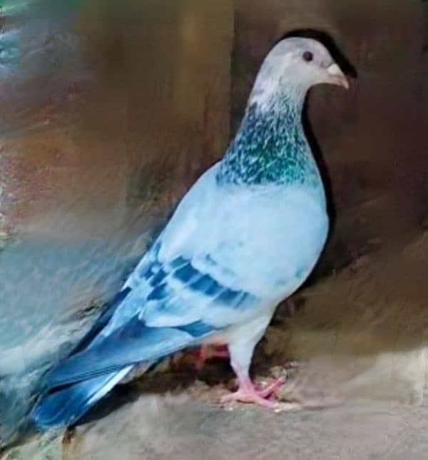 imported John Aden pigeon 4