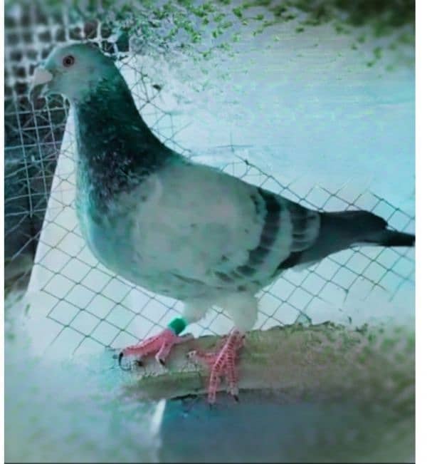 imported John Aden pigeon 5