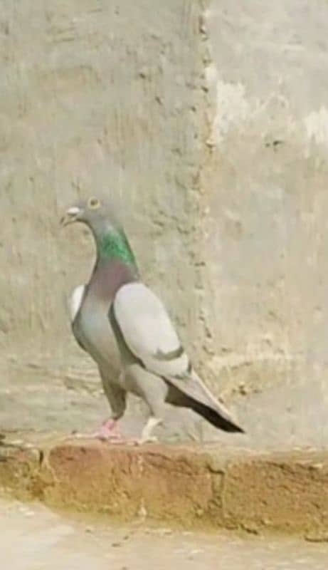 imported John Aden pigeon 6