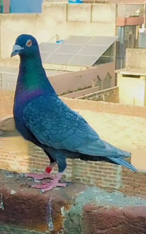 imported John Aden pigeon 7