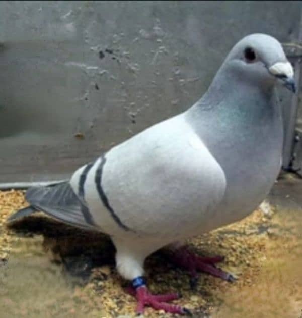 imported John Aden pigeon 12