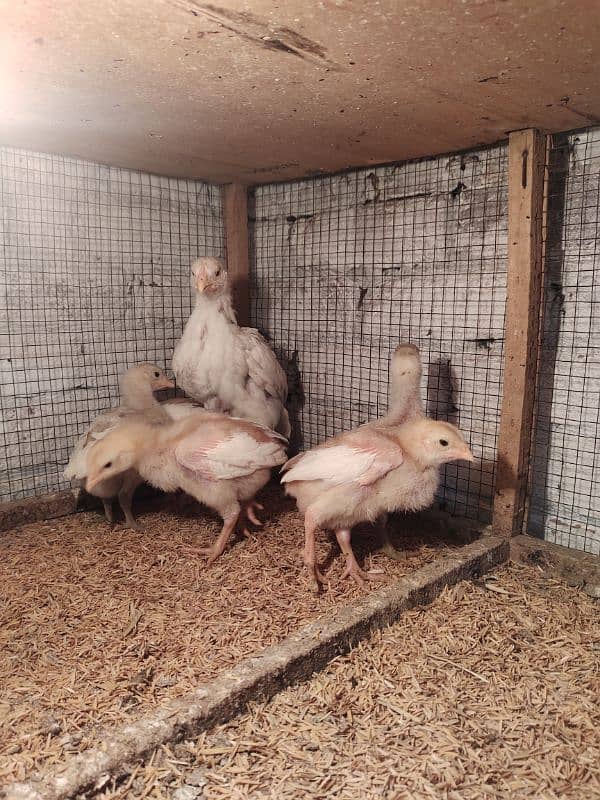 Heera Chicks 3