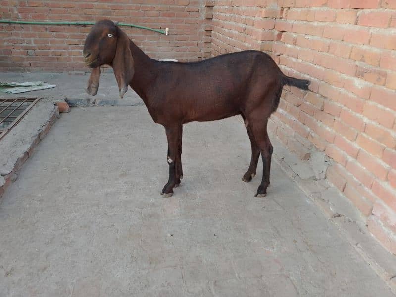 nagri bakri / goat / Bakra / bakri 1