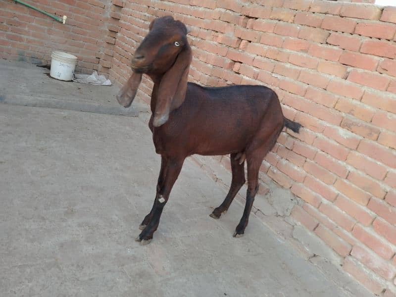 nagri bakri / goat / Bakra / bakri 3