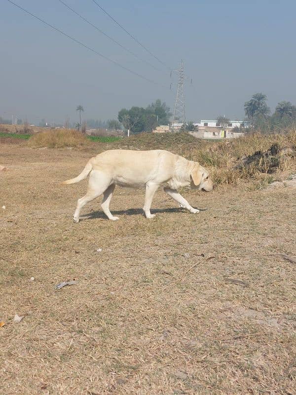 Heavy weight British Labrador. 0