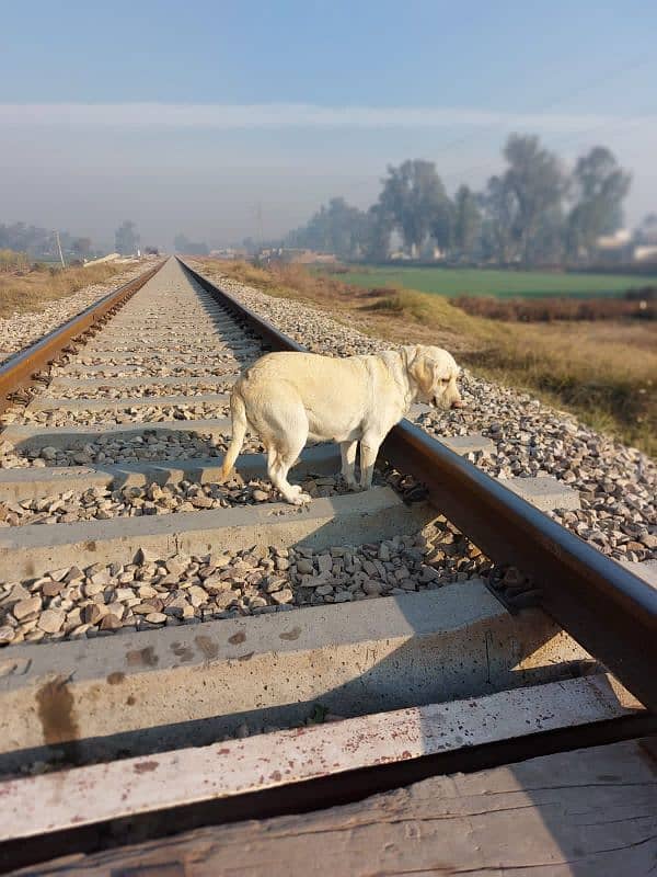 Heavy weight British Labrador. 5