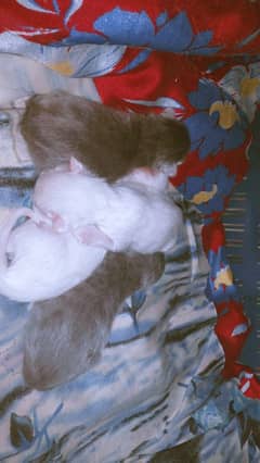 kittens available for sale