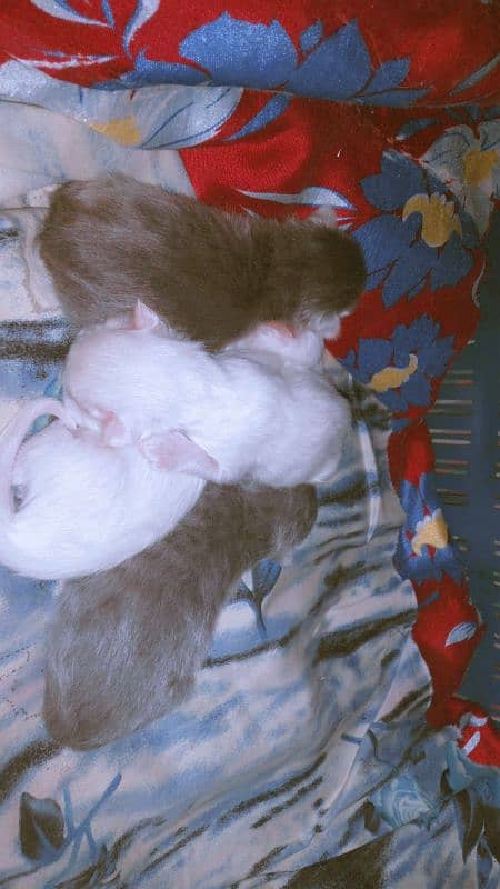 kittens available for sale 0