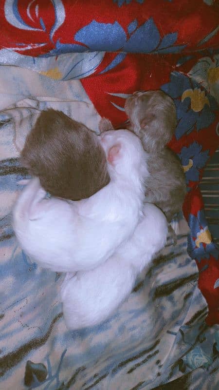 kittens available for sale 1