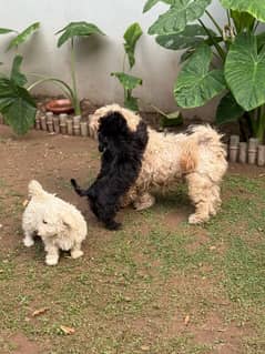 French Poodle loving dogs for sale !