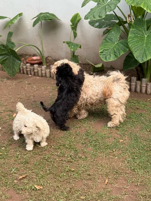 French Poodle loving dogs for sale ! 0