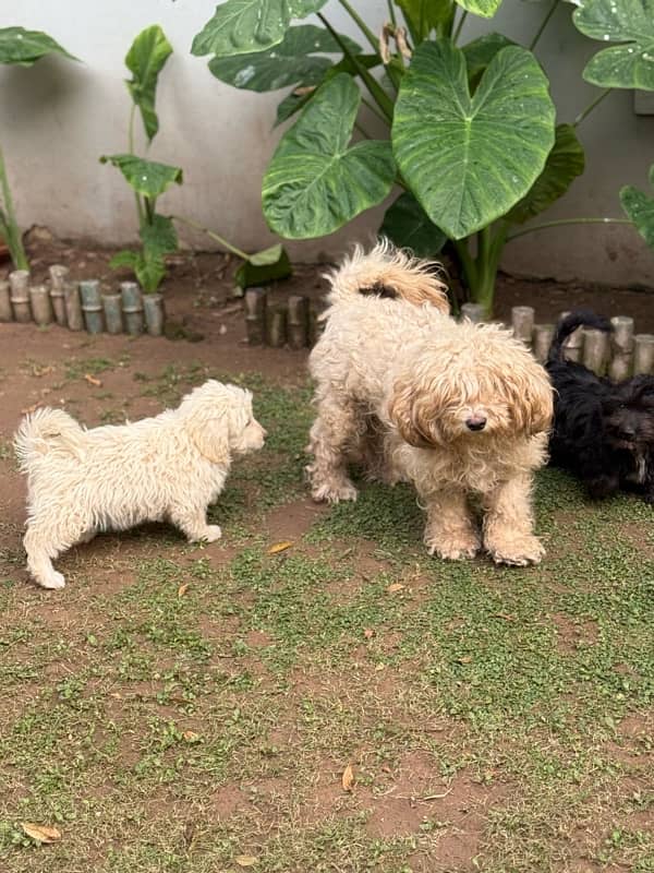 French Poodle loving dogs for sale ! 1