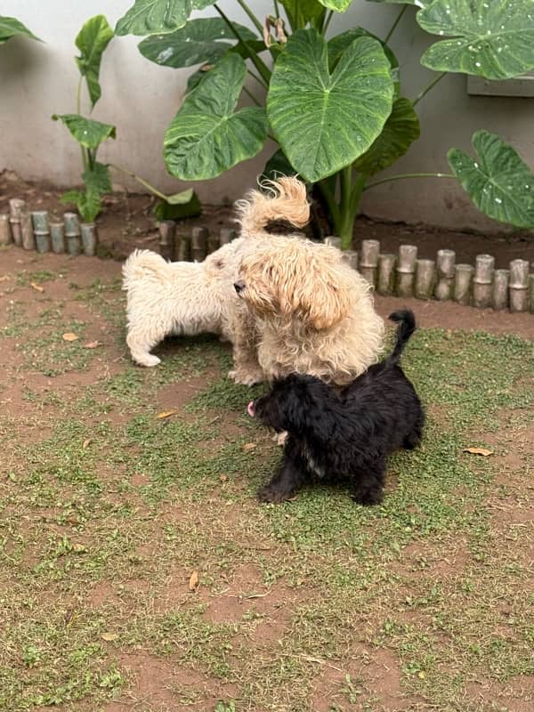 French Poodle loving dogs for sale ! 4