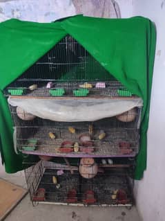 only parrot sale