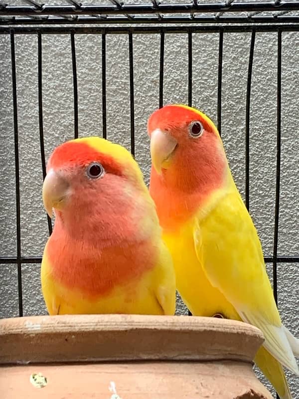 Australian and love bird pair 0