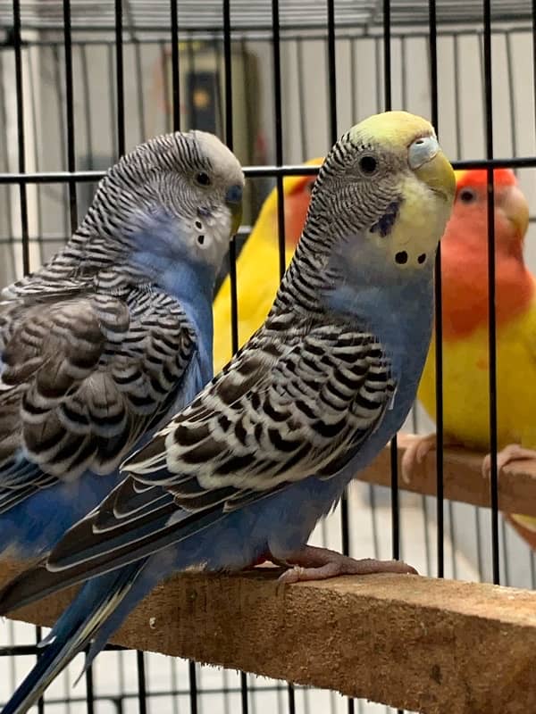 Australian and love bird pair 5