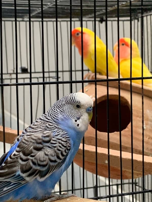 Australian and love bird pair 6