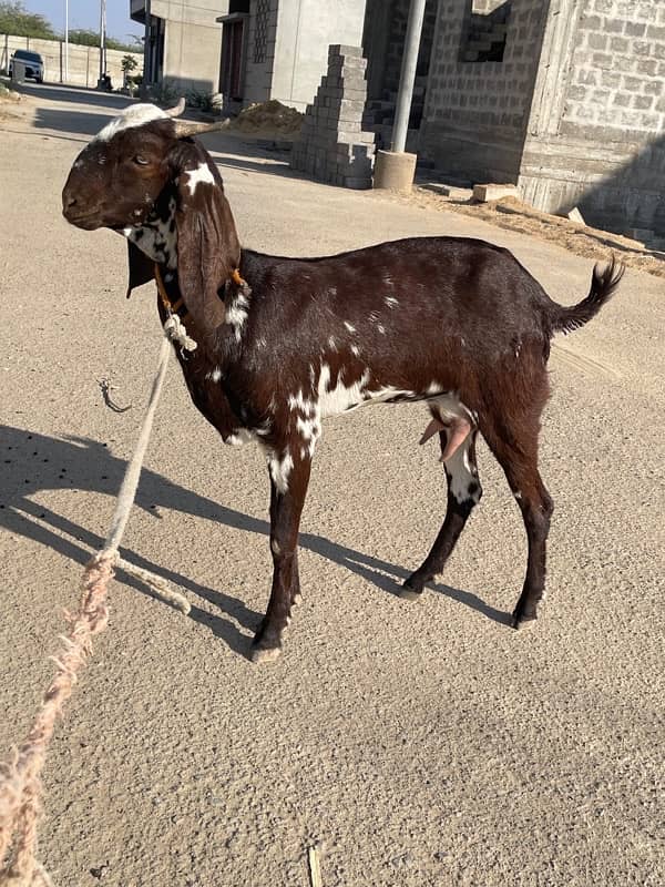 jori Bakra or bakri 3