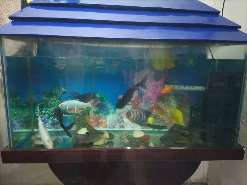 fish's and aquarium and all accessories 0