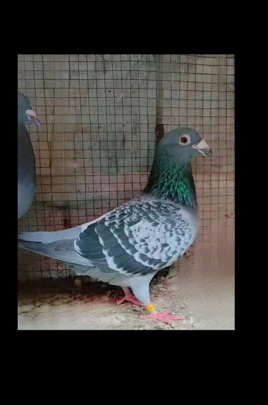 imported John Aden pigeon 15