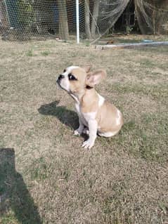 french bull dog for sale 7 months old male puppy