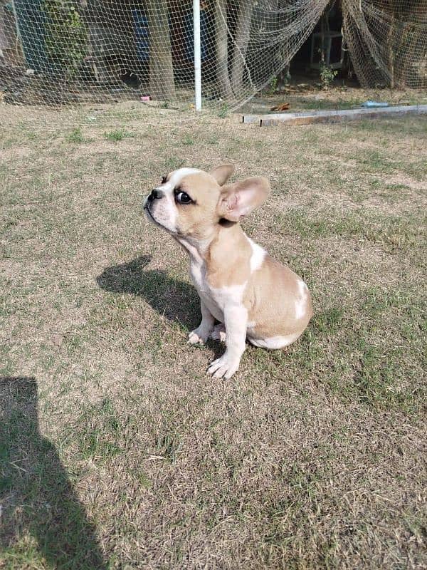 french bull dog for sale 7 months old male puppy 0