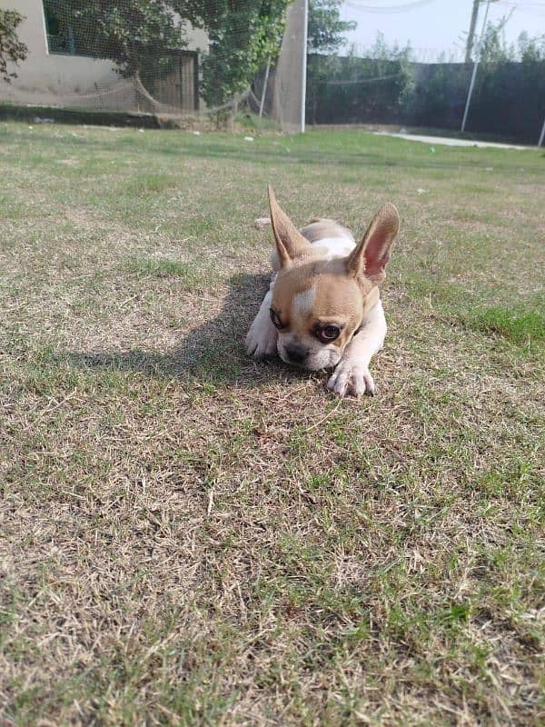 french bull dog for sale 7 months old male puppy 1