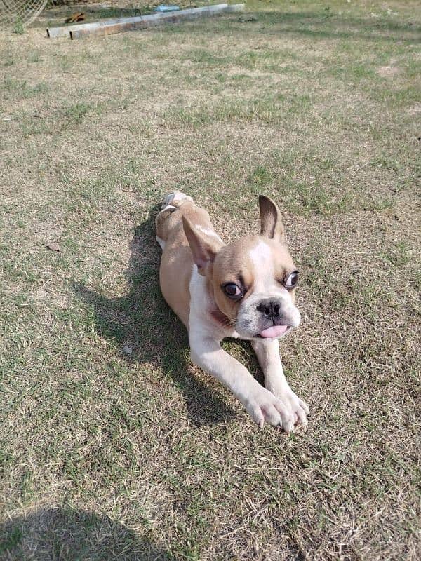 french bull dog for sale 7 months old male puppy 2