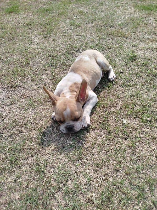 french bull dog for sale 7 months old male puppy 3