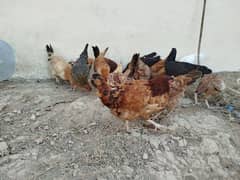 14 layer hens