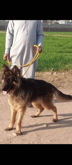 German shepherd My WhatsApp number 03001868066