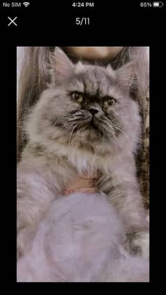 persian cat pair male odd eyes doll face female punch face