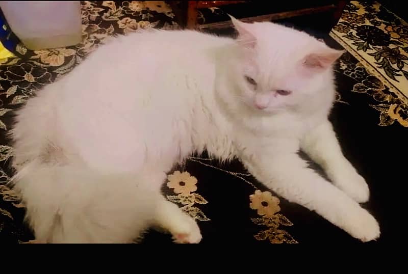 persian cat pair male odd eyes doll face female punch face 1