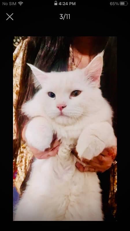 persian cat pair male odd eyes doll face female punch face 4