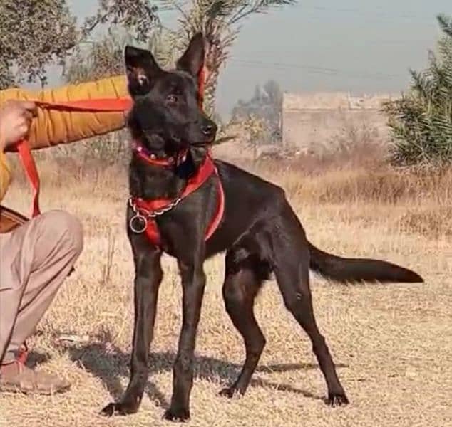 black Shepherd Male full security guard 4 month for sale 0