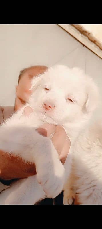 Russian Tripple coat puppies pink nose zero size 03137246143 wts app 6