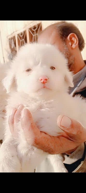 Russian Tripple coat puppies pink nose zero size 03137246143 wts app 2