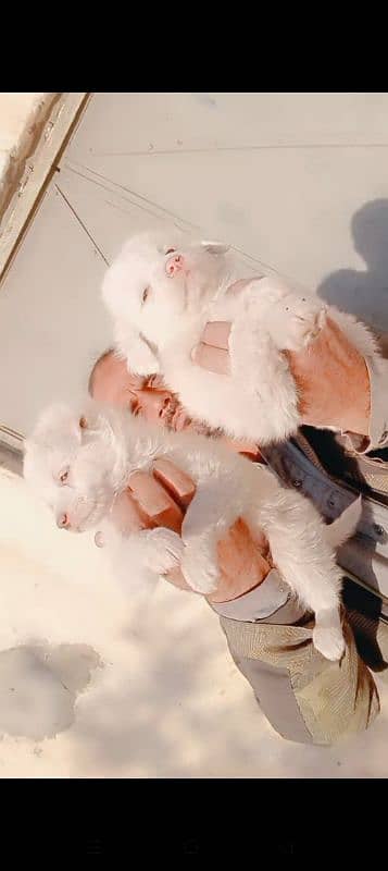 Russian Tripple coat puppies pink nose zero size 03137246143 wts app 4