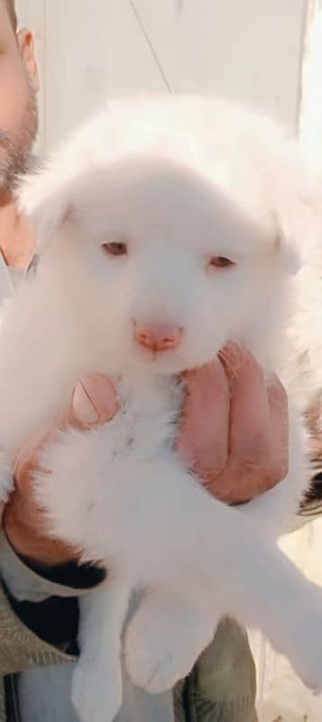 Russian Tripple coat puppies pink nose zero size 03137246143 wts app 5