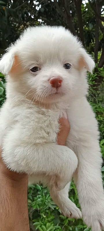 Russian Tripple coat puppies pink nose zero size 03137246143 wts app 0