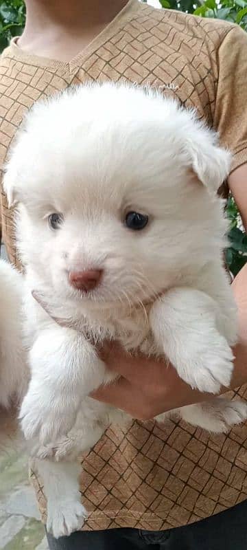 Russian Tripple coat puppies pink nose zero size 03137246143 wts app 8